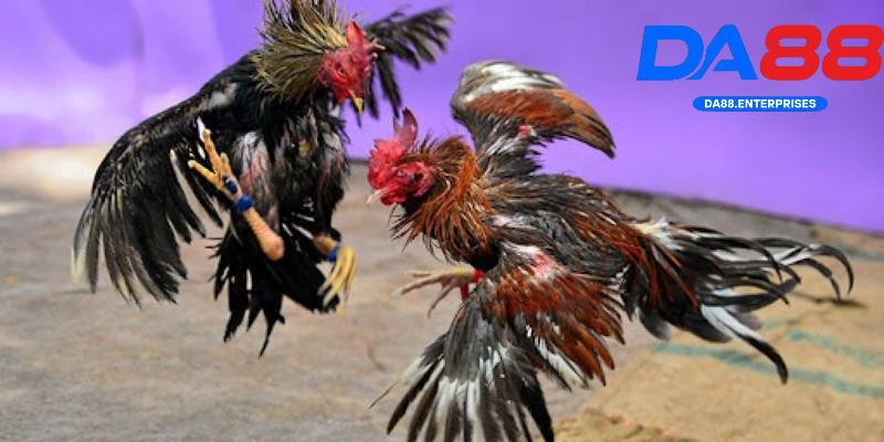 Đá gà tre – Cuộc so tài hấp dẫn được nhiều người chơi DA88 3 Các kèo cược đá gà tre