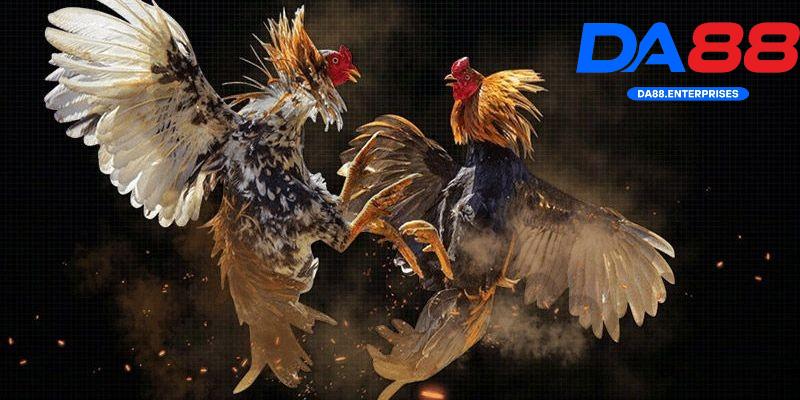Đá gà tre – Cuộc so tài hấp dẫn được nhiều người chơi DA88 4 Hướng dẫn chơi đá gà tre