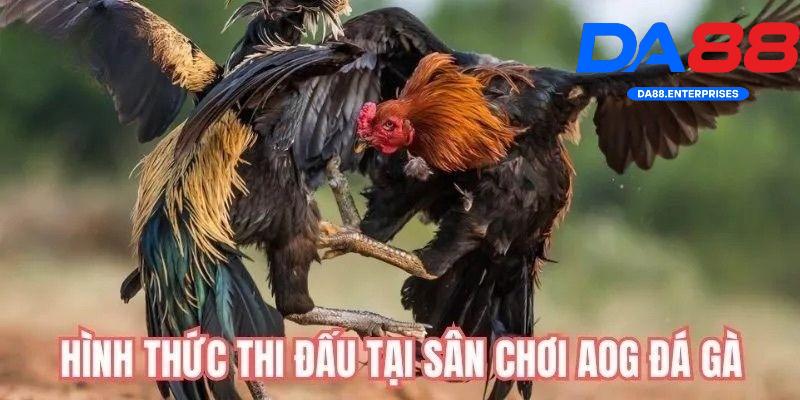 Sảnh AOG Đá Gà – Trải nghiệm đá gà siêu thực tại DA88 3 Các hình thức chơi ở sảnh AOG